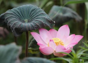 Licensed Lotus365 Review Review 2026: Bonus, App, Withdrawal Tested